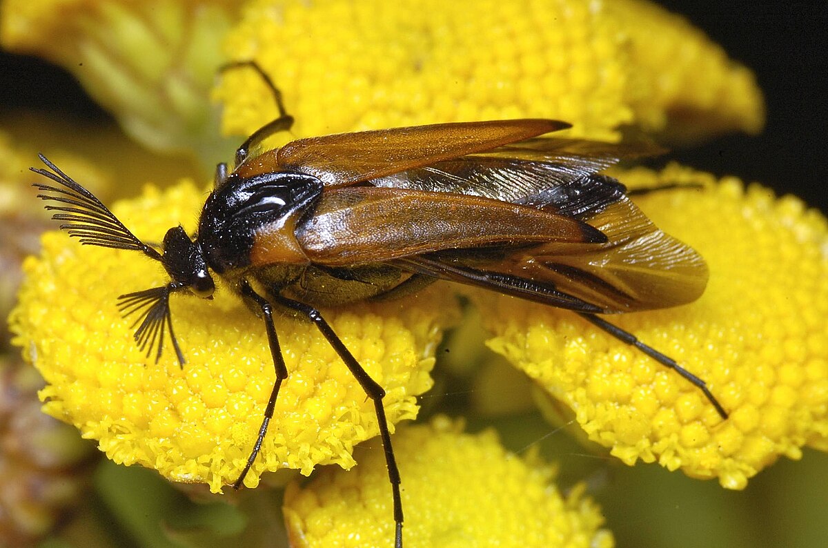 Metoecus Paradoxus Wikipedia