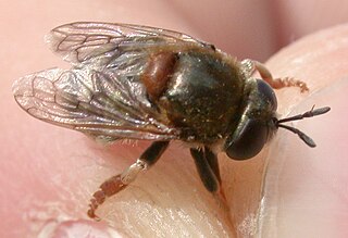 <i>Microdon</i> Genus of flies