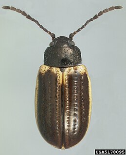 <i>Microtheca ochroloma</i> Species of beetle