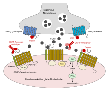 Migraine, targets for triptans, ditans, gepants+MABs v.01.svg