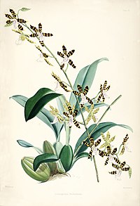 plate 15 Odontoglossum reichenheimii Miltonioides reichenheimii