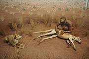 Hunters of the Central Australian Desert: Arunta Hunter