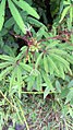 Mimosa polydactyla (Fabaceae) (29407295604).jpg