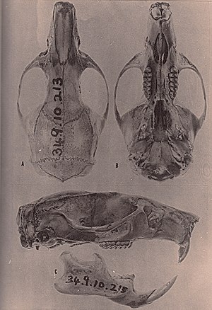 해먼드쌀쥐 두개골
