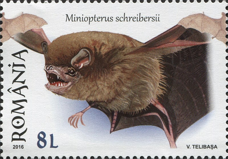 File:Miniopterus schreibersii 2016 stamp of Romania.jpg