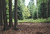 Smíšený les v Rabensteiner Wald. JPG