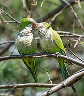 Pair of monk parakeets in Green-Wood Cemetery, Brooklyn, NY Monk parakeets (71204).jpg