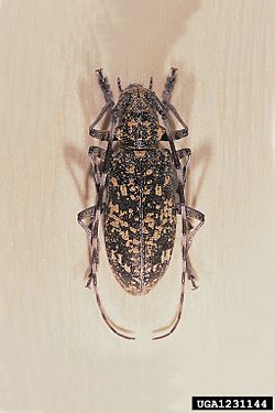 Monochamus saltuarius Gebler, 1830 (самка)