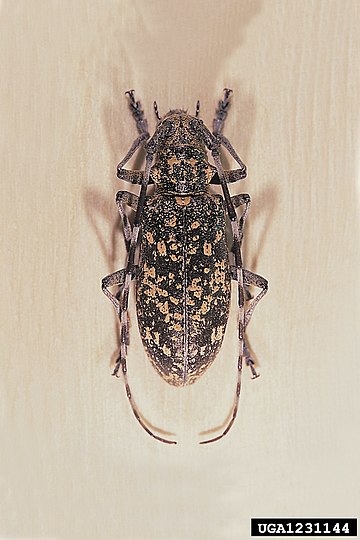 Monochamus saltuarius