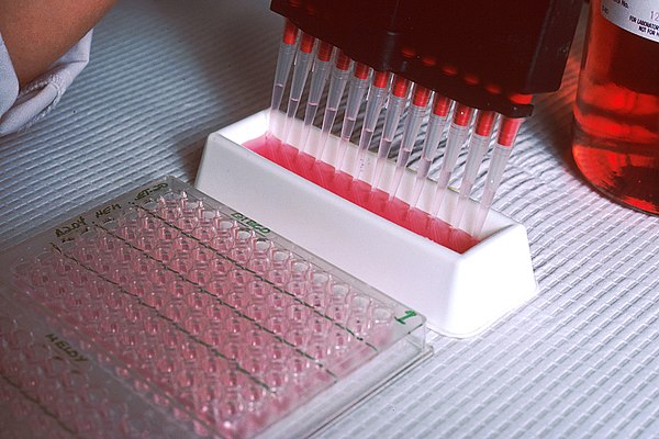 Hand-filling wells with a liquid for a research test. This test involves preparation of cultures in which hybrids are grown in large quantities to pro