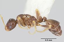 مشخصات Monomorium talbotae casent0103531 1.jpg