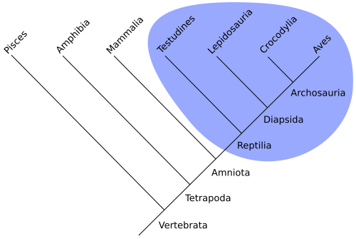 File:Monophyletic.svg