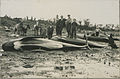 Monsters of the deep No 1 Beached whales (HS85-10-34529).jpg