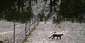 Mountain lions (Puma concolor) are shy and very rarely seen in the park. They are fully capable of climbing over the park's (9b8d8745-3d66-4b12-9be8-551b2c206deb).jpg