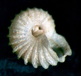 <i>Munditiella ammonoceras</i> Species of gastropod