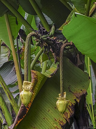 <i>Musa borneensis</i> Species of flowering plant