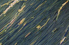 Muscle viewed with polarized light.jpg
