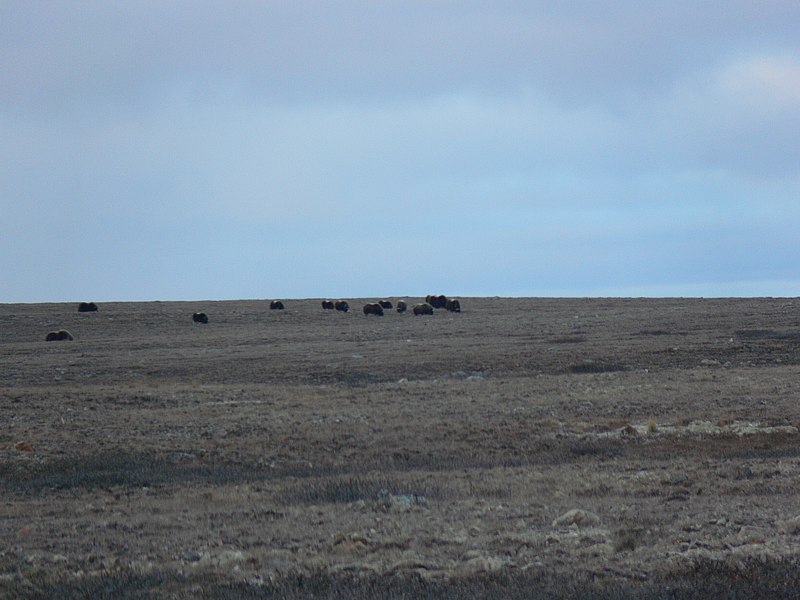 File:Muskoxen (253889255).jpg