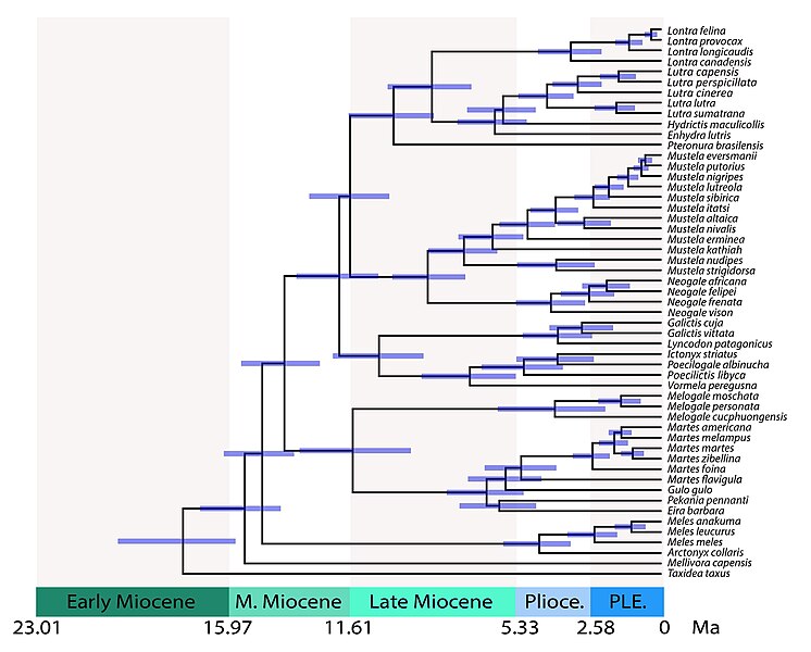 Arbre calibré dans le temps des Mustelidae montrant les temps de divergence entre les lignées. Les temps partagés incluent : 28,8 millions d'années (Ma) pour les mustélidés par rapport aux procyonidés ; 17,8 Ma pour les Taxidiinae ; 15,5 Ma pour les Mellivorinae ; 14,8 Ma pour Melinae ; 14,0 Ma pour Guloninae + Helictidinae ; 11,5 Ma pour Guloninae + Naquinae vs. Helictidinae ; 12,0 Ma pour les Ictonychines ; 11,6 Ma pour Lutrinae vs Mustelinae[12].