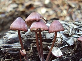 Purperbruine mycena