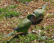 Two Quakers in Chihuahua City Myiopsitta monachus - Chihuahua, Chihuahua, Mexico.3.jpg