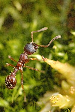 Myrmica.ruginodis.-.lindsey.jpg