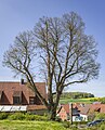 * Nomination: Natural monument "small-leaved lime tree at the church" in Üchtelhausen --Plozessor 04:22, 14 February 2024 (UTC) * Review  Comment Identification of the name species of this tree would be great, otherwise good.--Tournasol7 05:18, 14 February 2024 (UTC) The tree is in its own category which itself is in the species category (Tilia cordata) ... --Plozessor 06:06, 14 February 2024 (UTC)