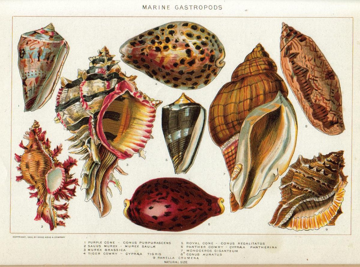 Shell illustration