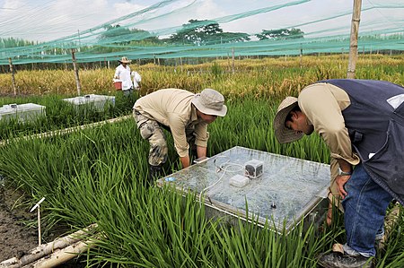 Tập tin:NP Rice Emissions18 (5687953086).jpg