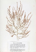 Miniatura para Naccariaceae