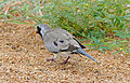Namaqua Dove (Oena capensis) male (17306108026).jpg