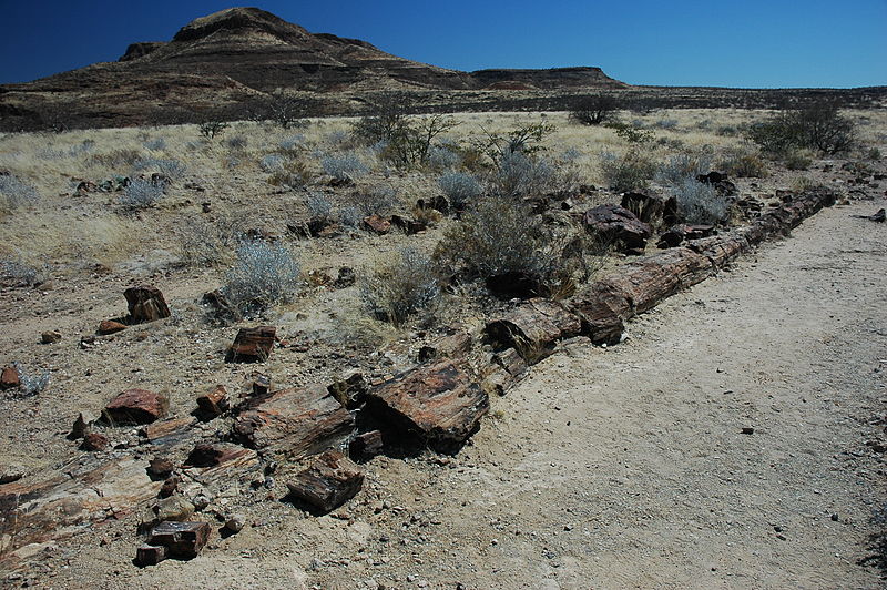 File:Namibie Petrified Forest 01.JPG