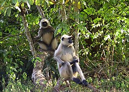 Šiaurinis pilkasis langūras (Semnopithecus entellus)