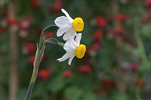 Narcissus tazetta GotBot 2015 005.jpg