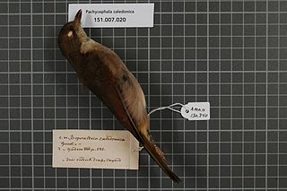 New Caledonian whistler species of bird