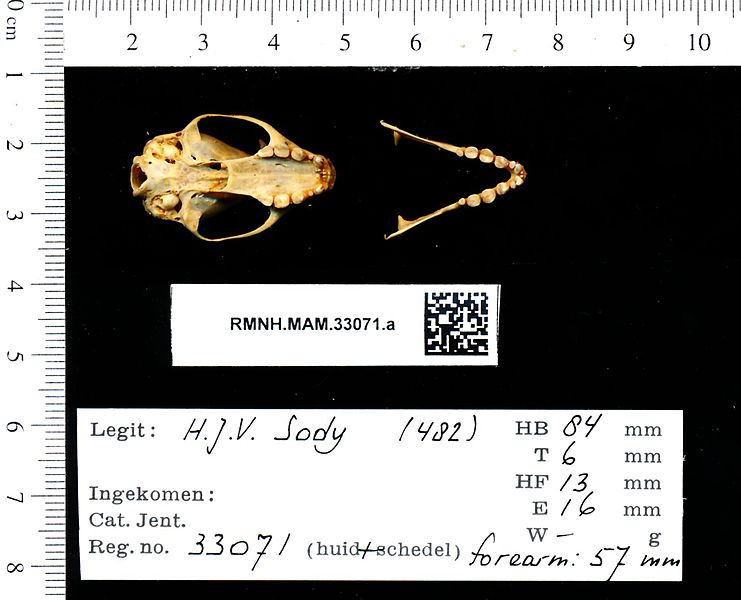 File:Naturalis Biodiversity Center - RMNH.MAM.33071.a pal - Penthetor lucasi - skull.jpeg