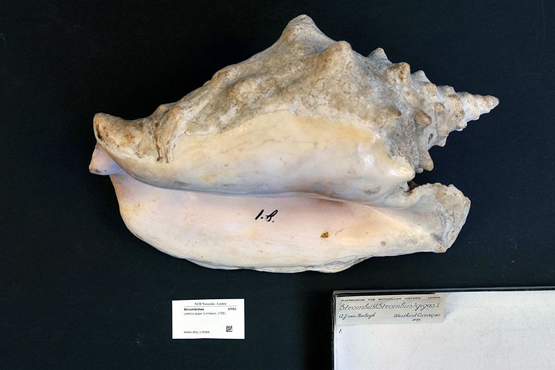 File:Naturalis Biodiversity Center - RMNH.MOL.179584 - Lobatus gigas (Linnaeus, 1758) - Strombidae - Mollusc shell.jpeg