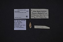 Центр биоразнообразия Naturalis - ZMA.MOLL.351737 - Pisania fasciculata (Reeve, 1846) - Buccinidae - Mollusc shell.jpeg