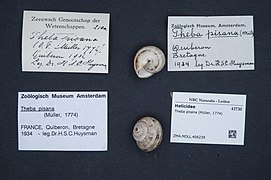 Naturalis Biodiversity Center - ZMA.MOLL.406239 - Theba pisana (Müller, 1774) - Helicidae - Mollusc shell.jpeg
