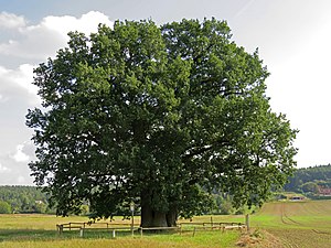 Fünf-Brüder-Eiche in Hainspitz