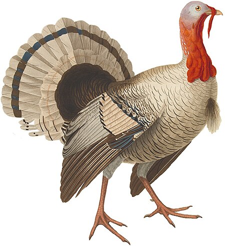 Tập tin:Nederlandsche vogelen (KB) - Meleagris gallopavo (white background).jpg