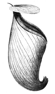 Bailey's original illustration of an N. rowaniae pitcher, published in 1897 Nepenthes rowanae FMBailey.jpg