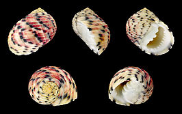 Nerita versicolor