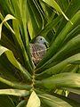 Nesting bird. Don Chedi. Thailand (22597650759).jpg