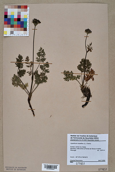 File:Neuchâtel Herbarium - Ligusticum mutellina - NEU000006945.jpg