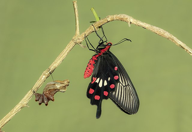 Бабочка-парусник Pachliopta aristolochiae расправляет крылья после выхода из куколки