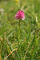 Nigritella lithopolitanica