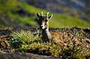 Nilgiri Tahr 1.jpg