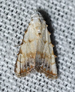 <i>Nola cereella</i> Species of moth