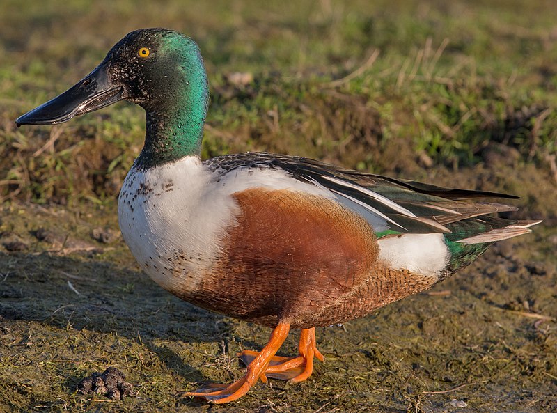 File:Northern-Shoveler Anas-clypeata (cropped).jpg